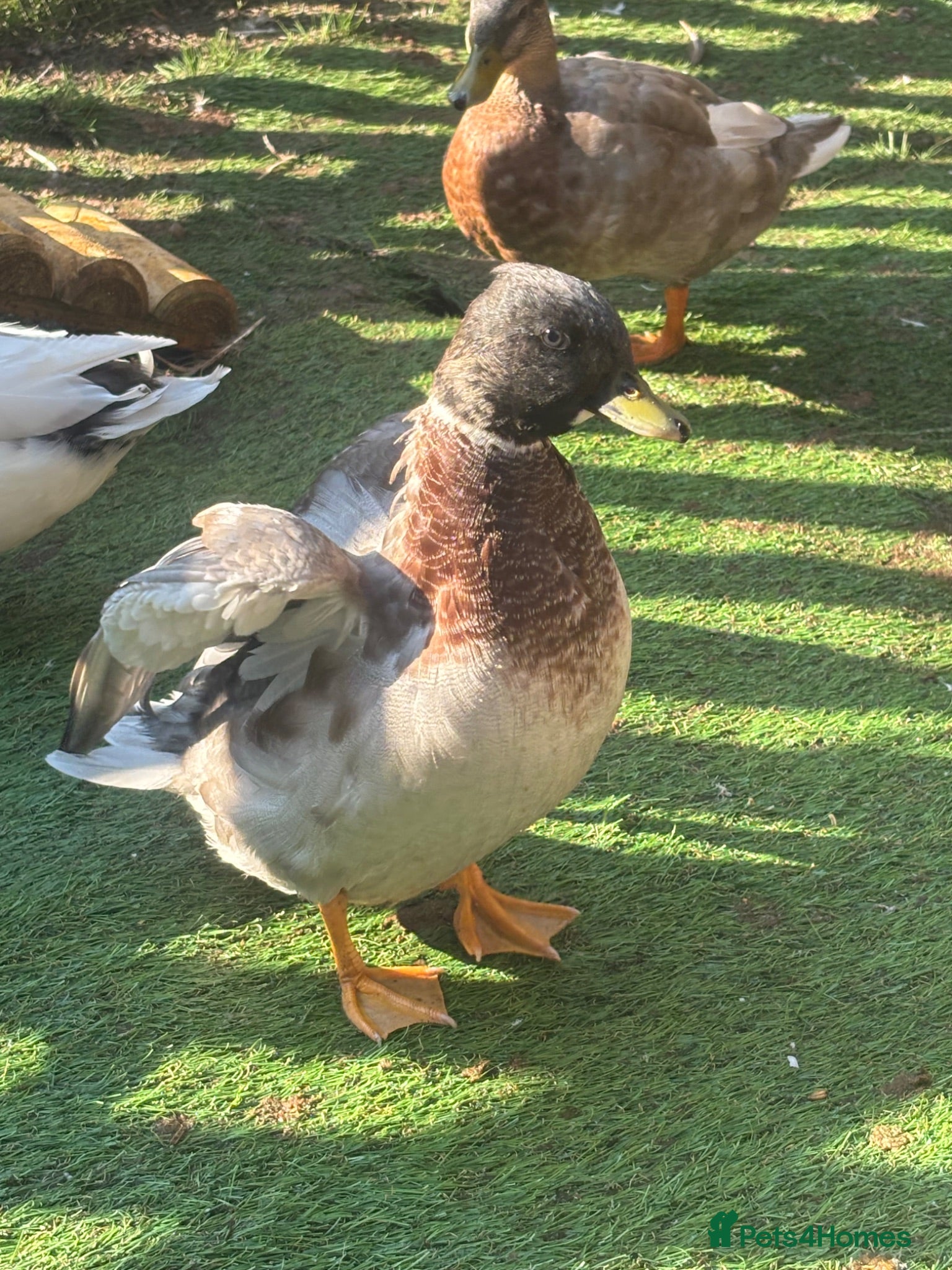 Ducks poultry Drake Call Ducks  - Advert 2