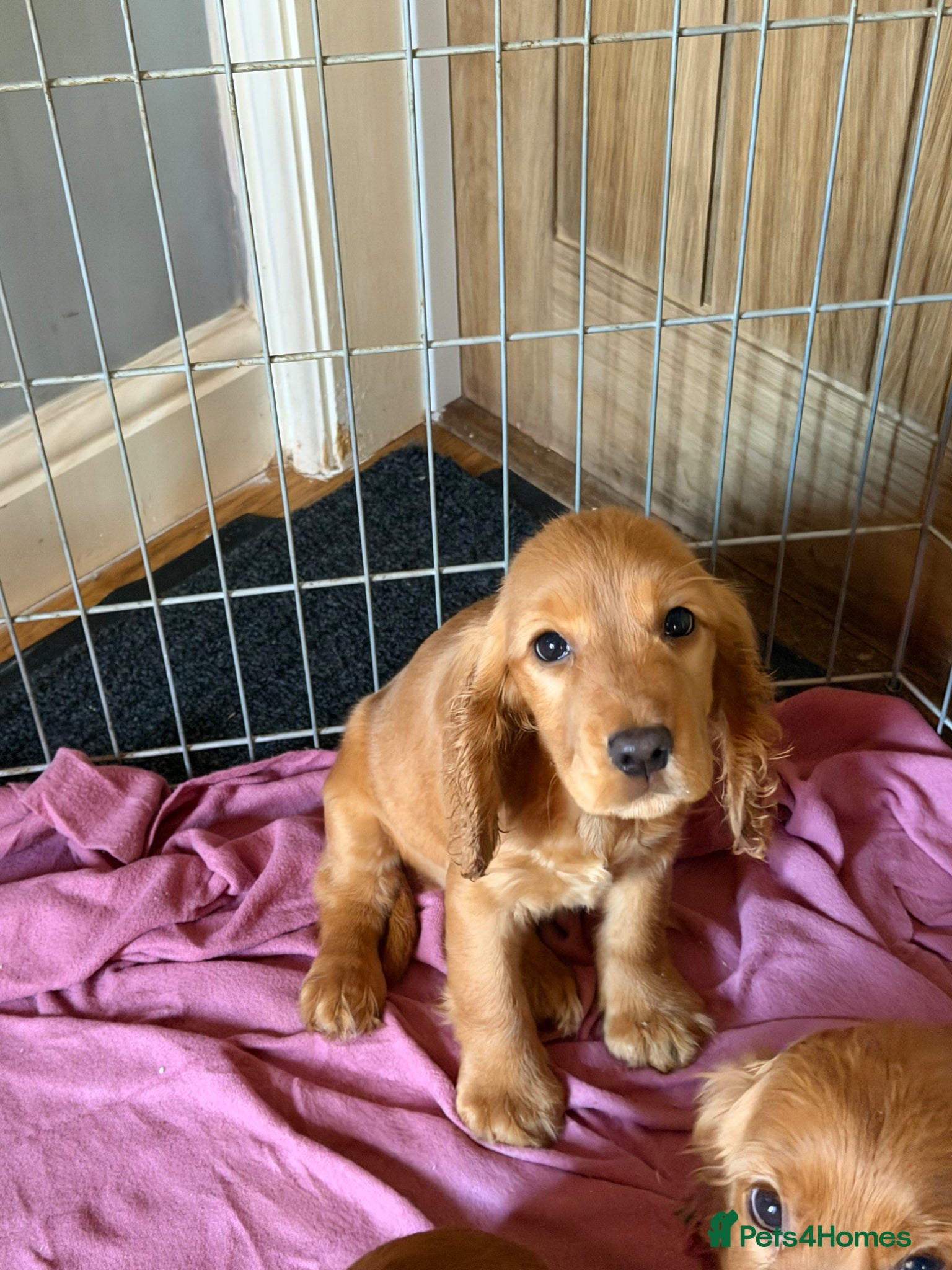 Cocker Spaniel dogs Golden show type cocker Spaniels - Advert 11