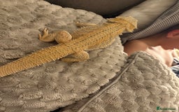 Bearded Dragon reptiles for sale: Loki bearded dragon - Image 5