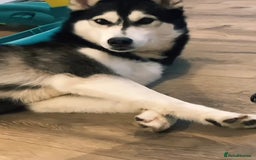 Siberian Husky dogs for sale: Ladie  - Image 3