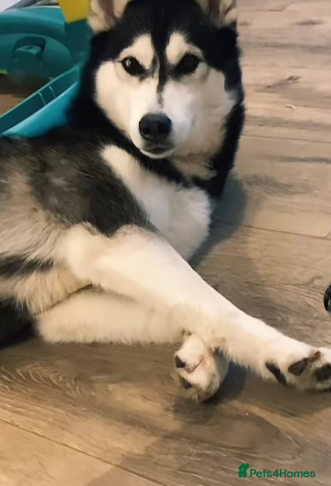 Siberian Husky dogs for sale: Ladie  - Image 3