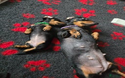 Miniature Dachshund dogs for sale: Miniature Dachshund Puppy - Image 13