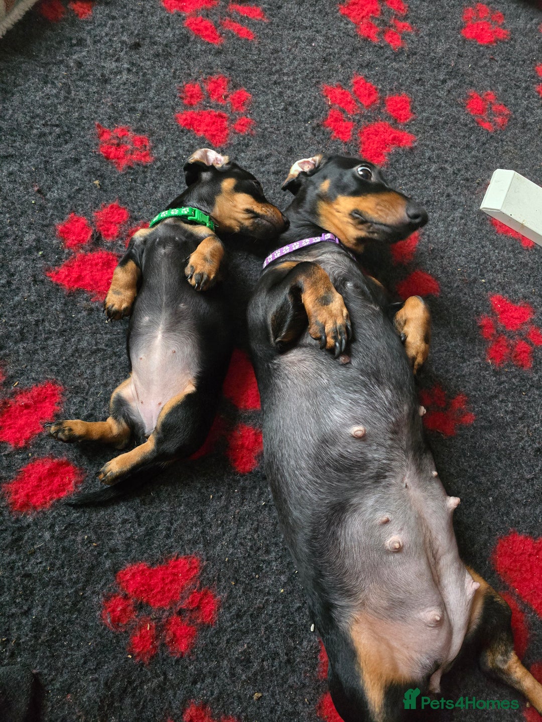 Miniature Dachshund dogs for sale: Miniature Dachshund Puppy - Image 13