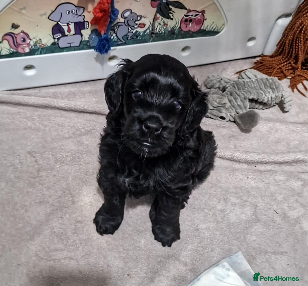 Goldendoodle dogs for sale: Miniature Goldendoodle pure black boy - Advert 4