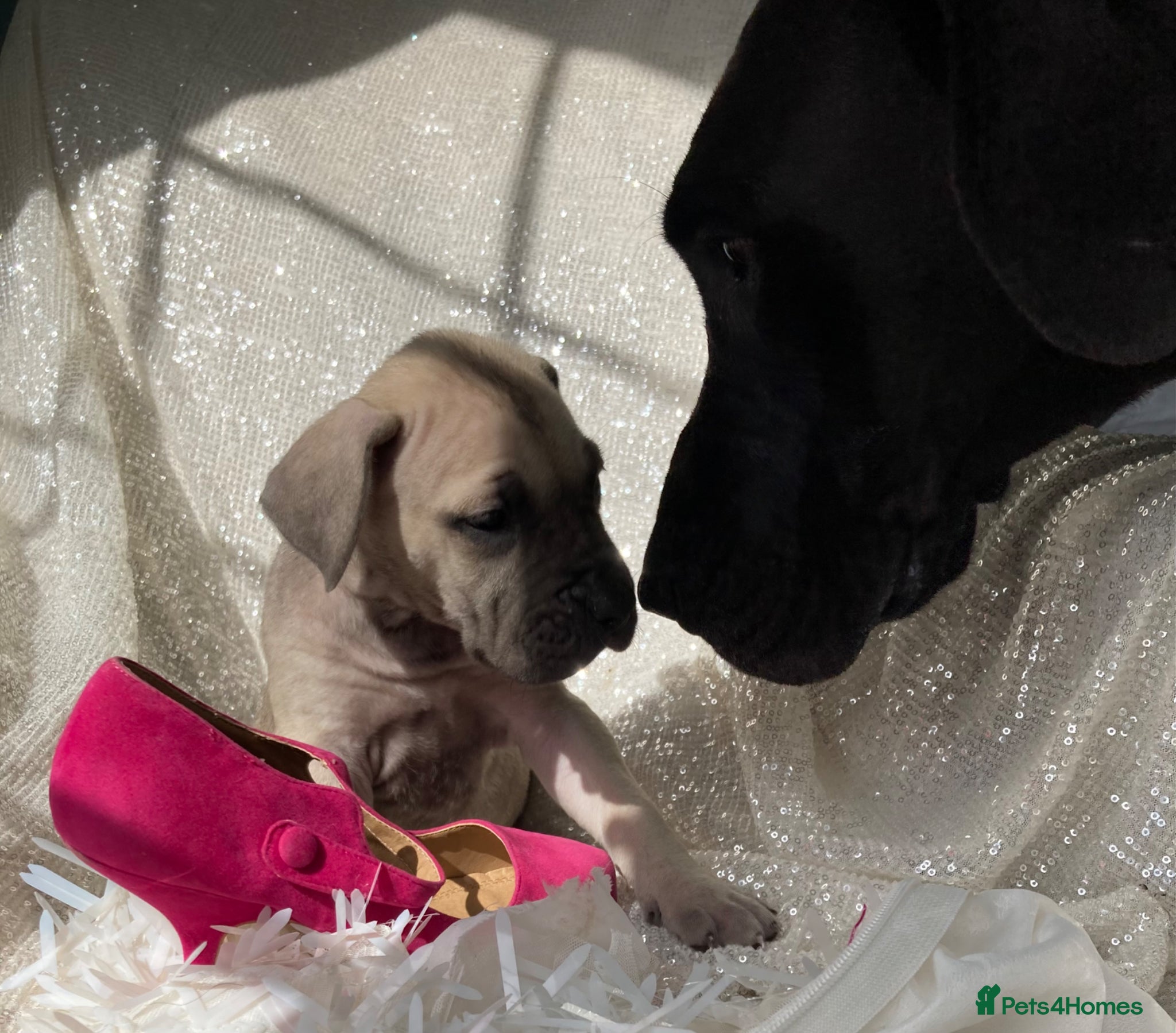 Great Dane dogs Great Dane puppies - Advert 8