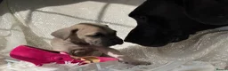 Great Dane dogs for sale: Great Dane puppies - Advert 9