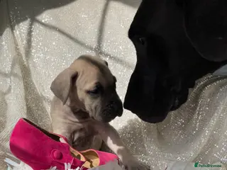 Great Dane dogs Great Dane puppies - Advert 8