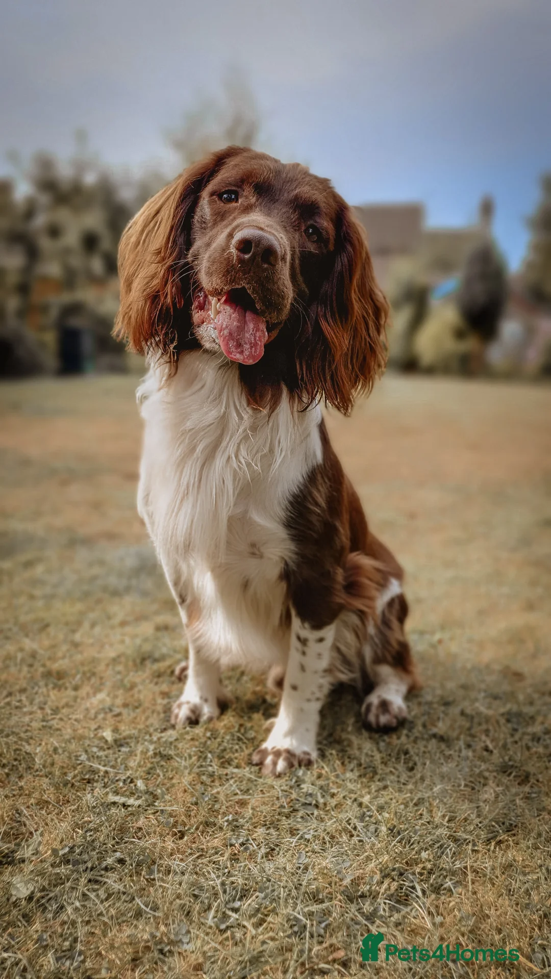 English Springer Spaniel dogs for stud: English Springer Spaniel Stud  in Derby - Advert 23