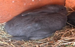 Mixed Breed rabbits for sale: Gorgeous bunnies grey, black - Image 4