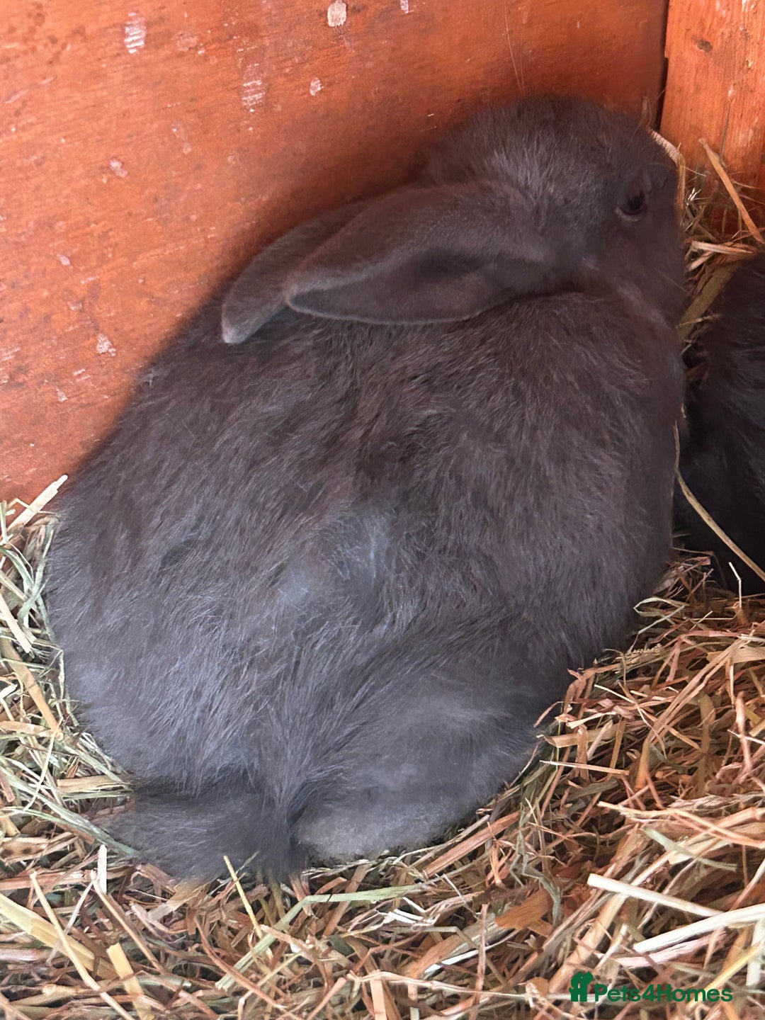 Mixed Breed rabbits for sale: Gorgeous bunnies grey, black - Image 4