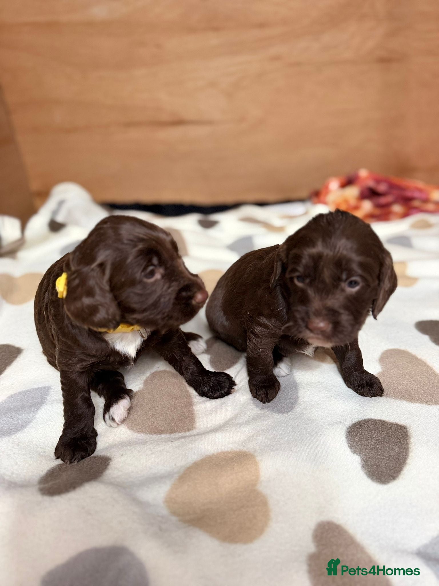 Sproodle dogs Gorgeous Chocolate Puppies - Advert 5