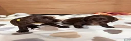 Sproodle dogs for sale: Gorgeous Chocolate Puppies in Ludlow - Advert 1