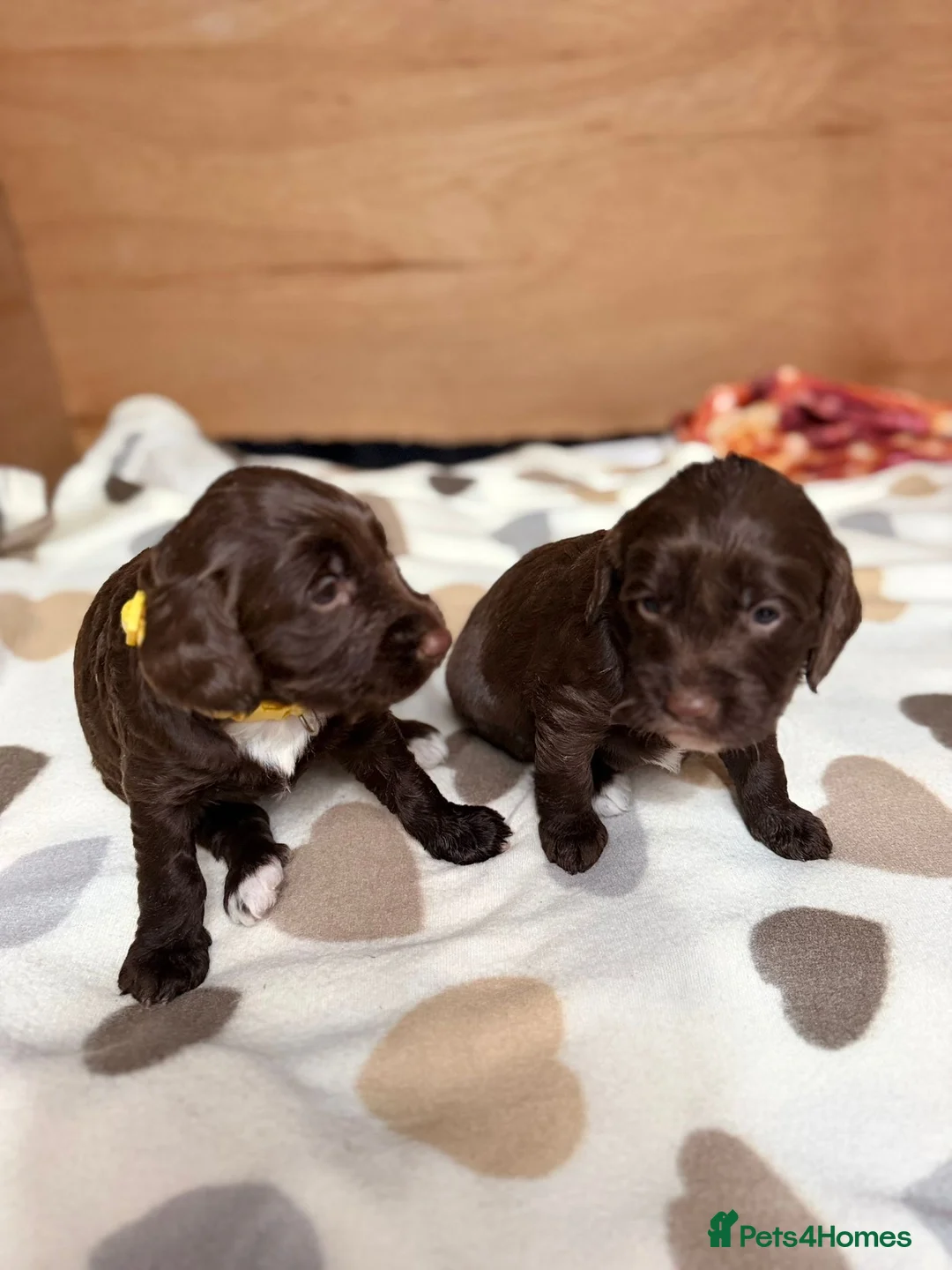Sproodle dogs for sale: Gorgeous Chocolate Puppies in Ludlow - Advert 1