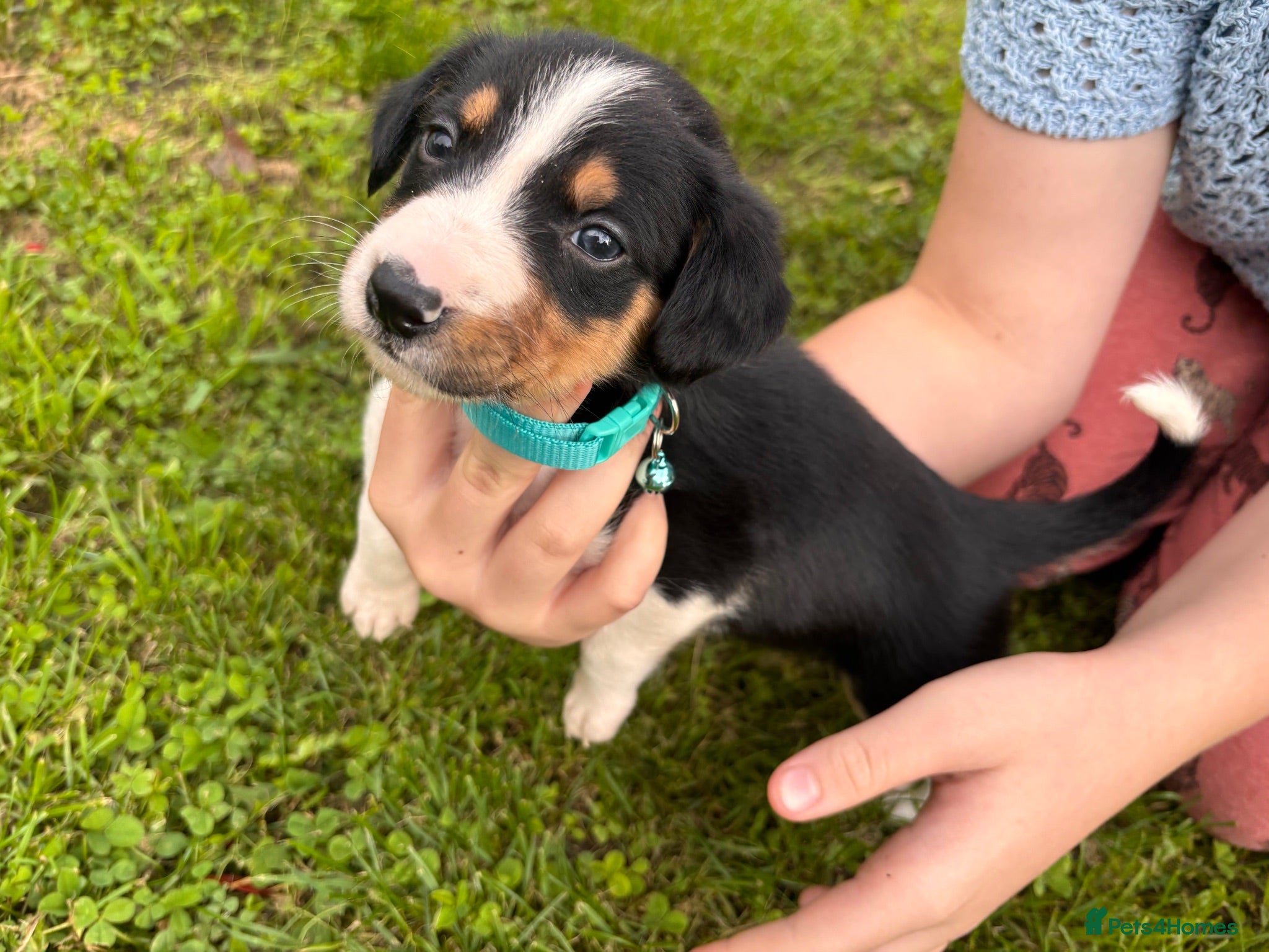 Sprollie dogs 5 females and 1 male available Sprollie puppies - Advert 1