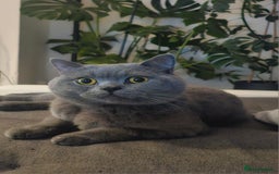 British Shorthair cats for stud: Perfect British Shorthair Stud in Leeds - Image 2