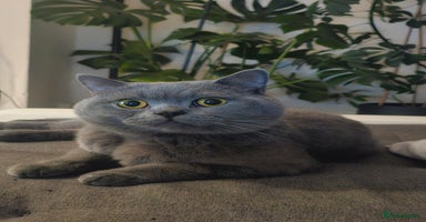 British Shorthair cats in Leeds - Advert 5