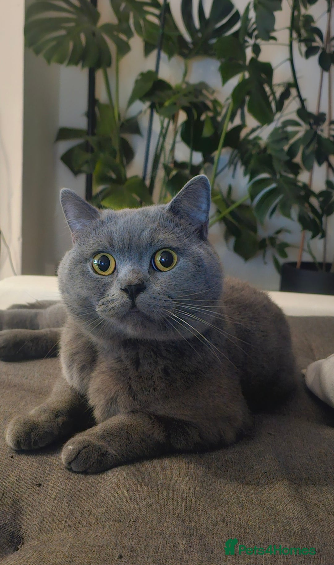 British Shorthair cats for stud: Perfect British Shorthair Stud in Leeds - Image 2