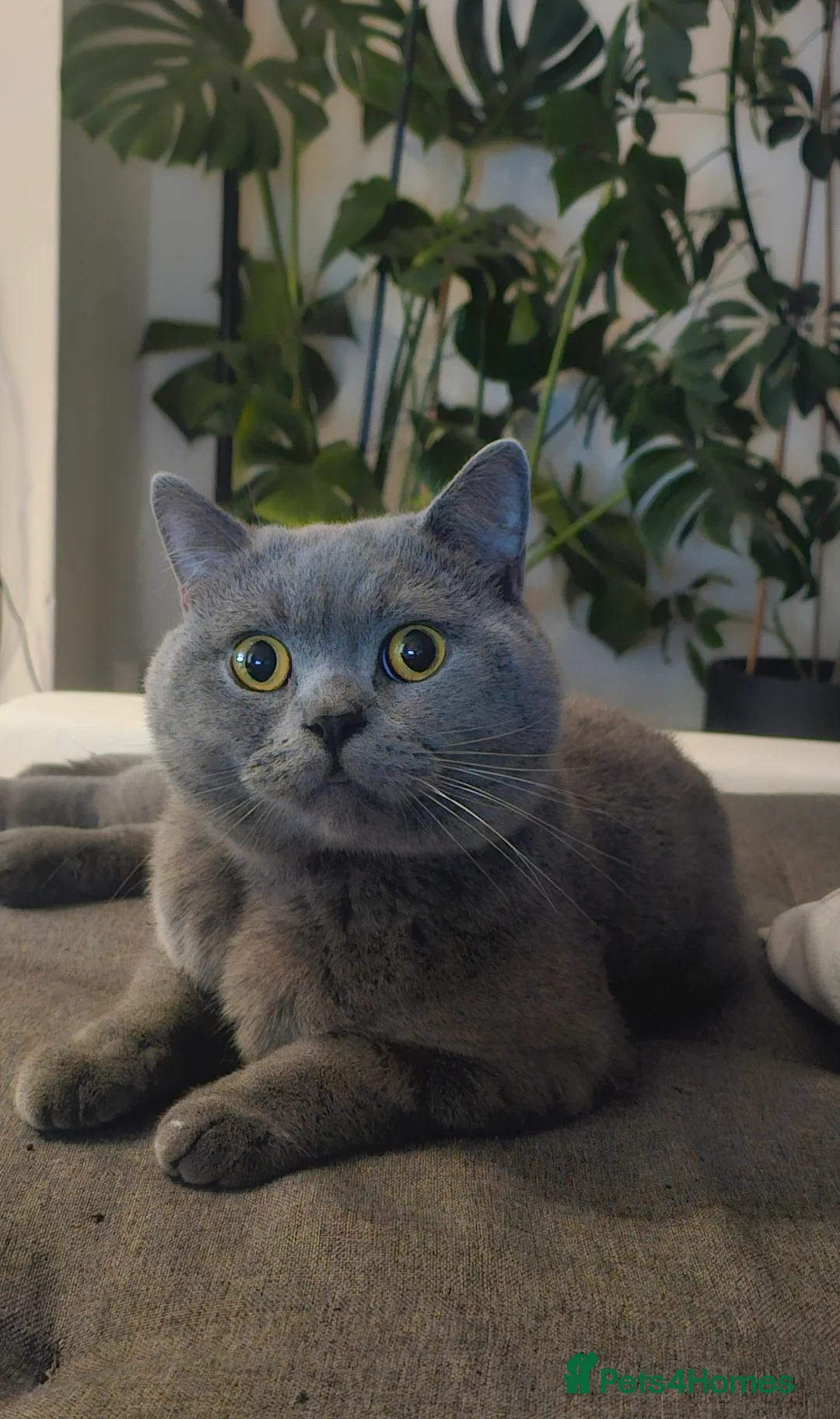 British Shorthair cats for stud: Perfect British Shorthair Stud in Leeds - Advert 6