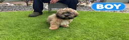 Chipoo dogs for sale: Beautiful Chizoodle Puppies Ready for Loving Homes in Stoke-on-Trent - Advert 2
