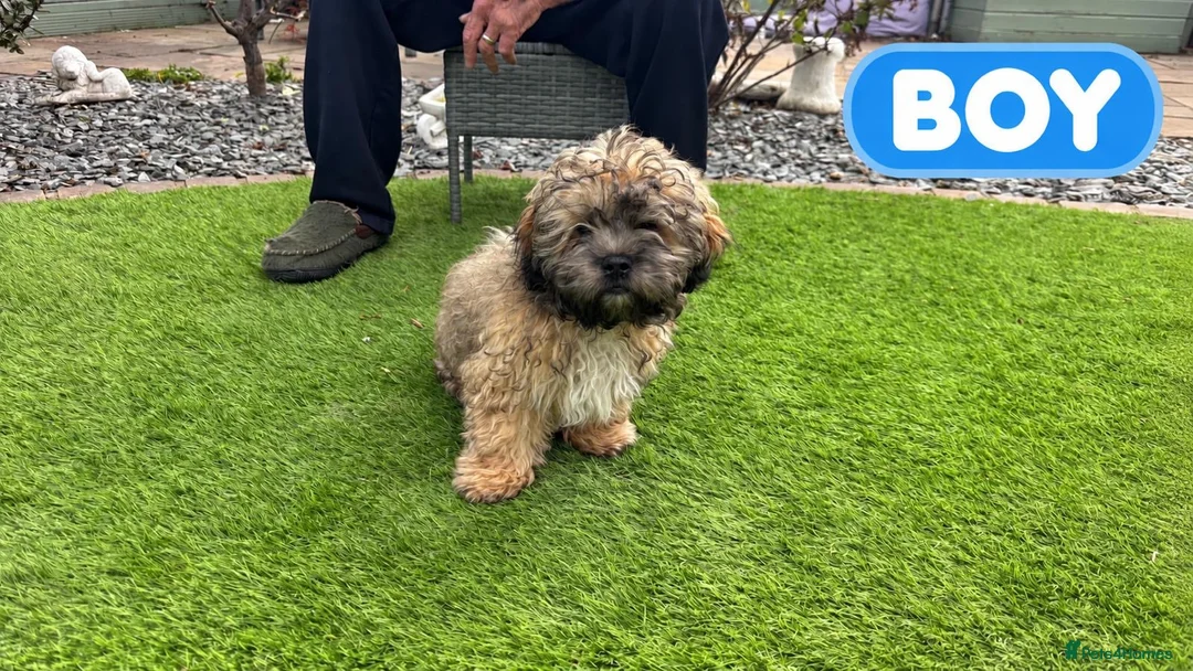 Chipoo dogs for sale: Beautiful Chizoodle Puppies Ready for Loving Homes in Stoke-on-Trent - Advert 2