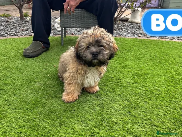 Chipoo dogs for sale: Beautiful Chizoodle Puppies Ready for Loving Homes - Advert 2