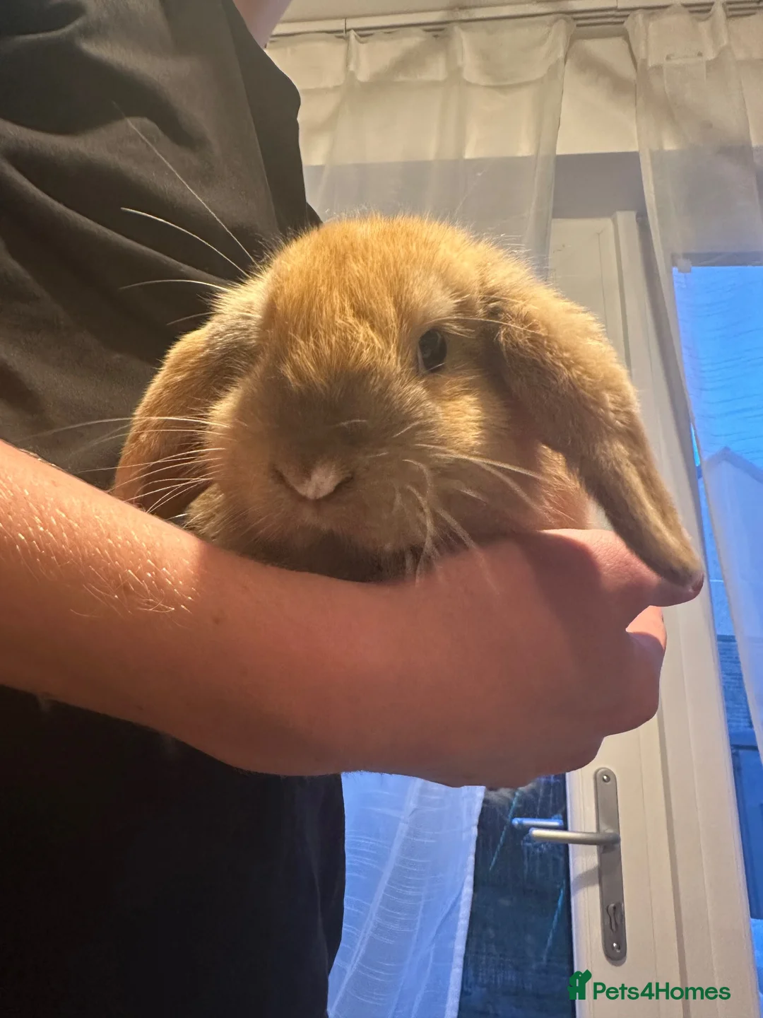 Mini Lop rabbits for sale: Two mini lops  in Dumfries - Advert 2