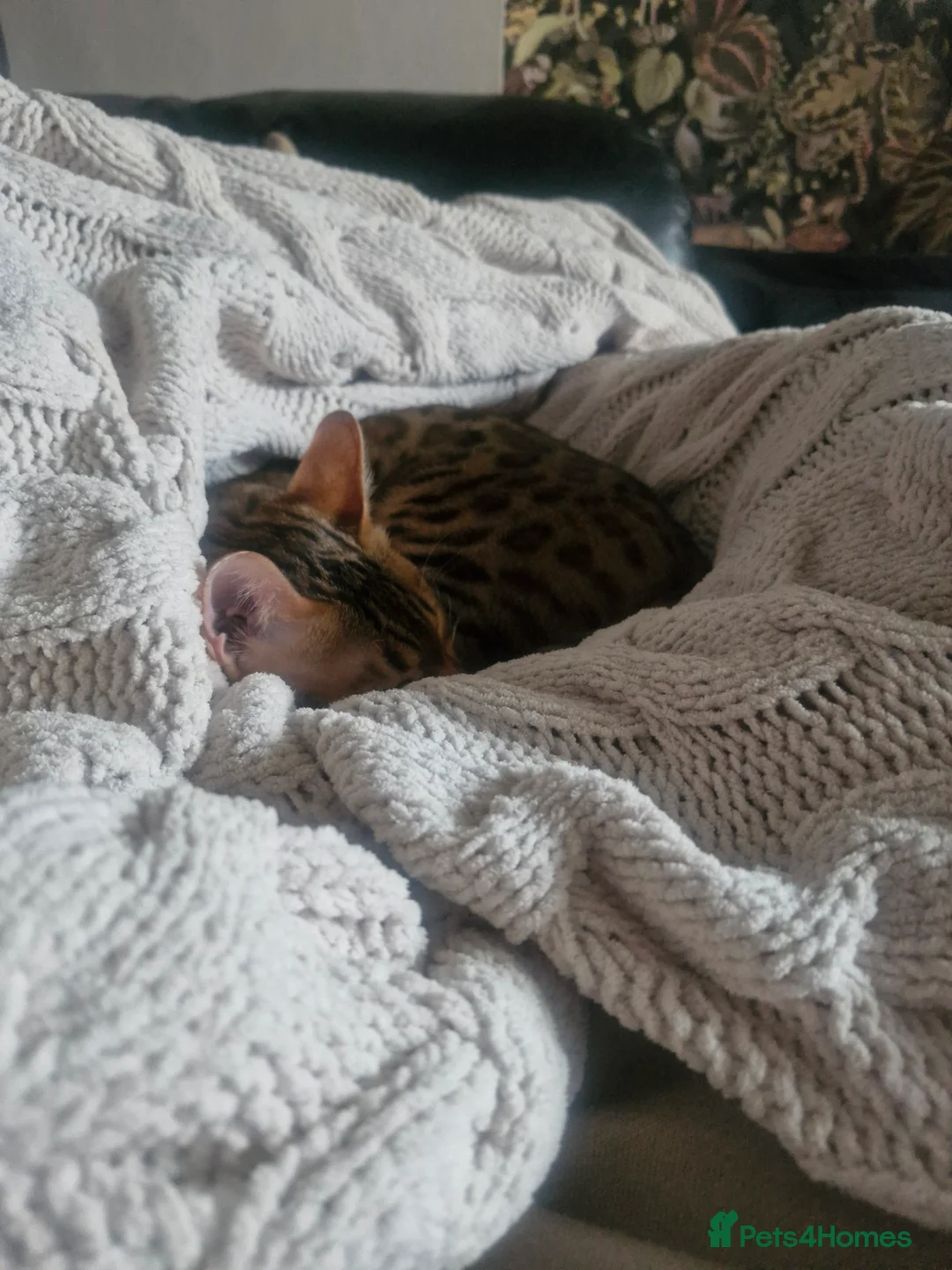 Bengal cats for sale: Bengal kittens, 6 month old in Southsea - Advert 2