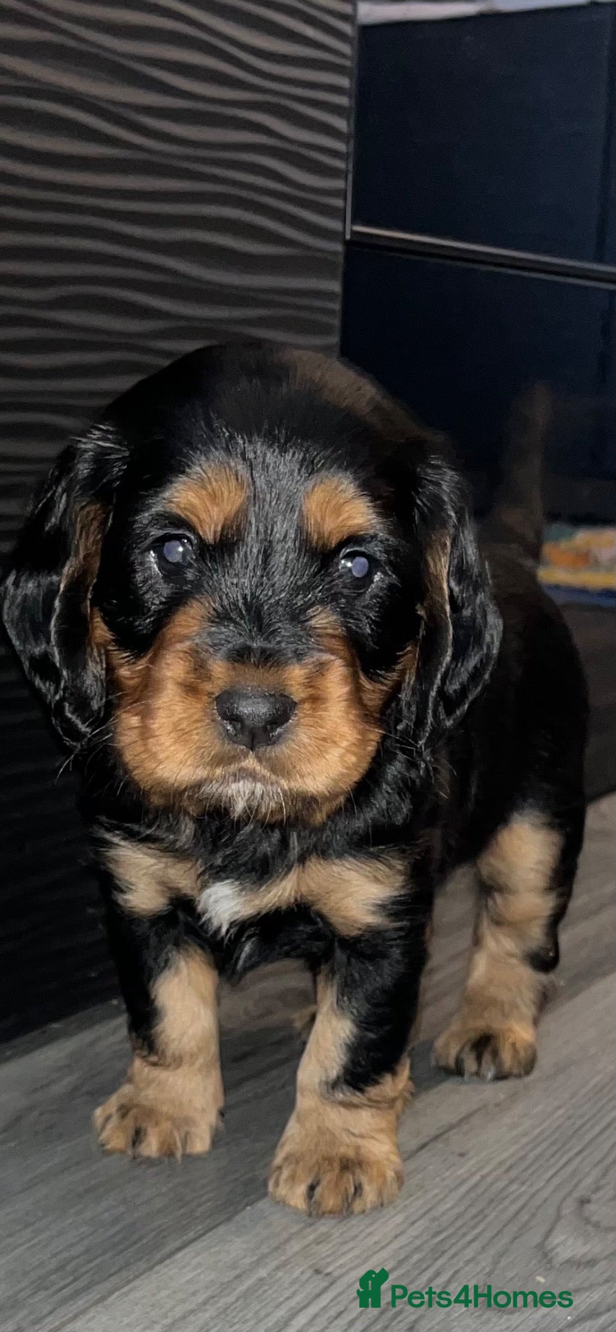 Cocker Spaniel dogs 🐶Stunning Cocker Spaniel pups🐶 - Advert 13
