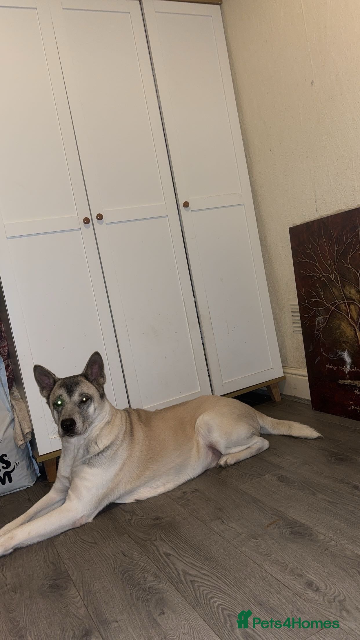 Akita dogs American Akita for re-homing  - Advert 1