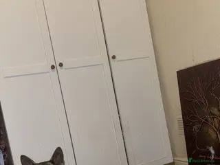 Akita dogs American Akita for re-homing - Advert 1