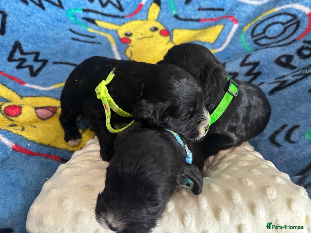 Cockapoo dogs for sale: Stunning cockapoo ready 21 December  - Advert 2