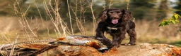 Sprocker dogs for sale: Two Sprocker Spaniel Dog Puppies For Sale in Newmarket - Advert 13