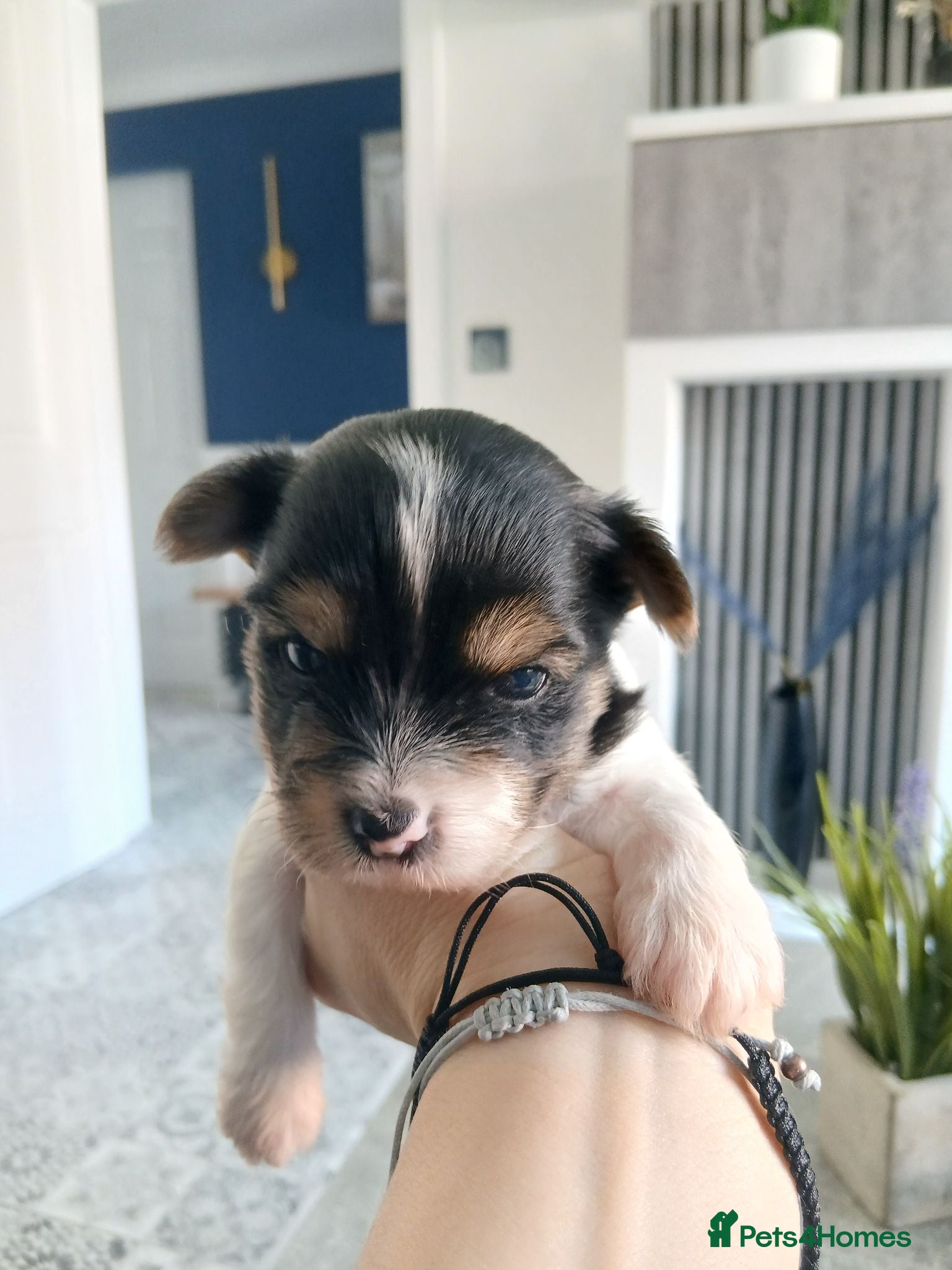 Biewer Terrier dogs Mini Purebred Biwer Yorkshire Terrier Puppies - Advert 1
