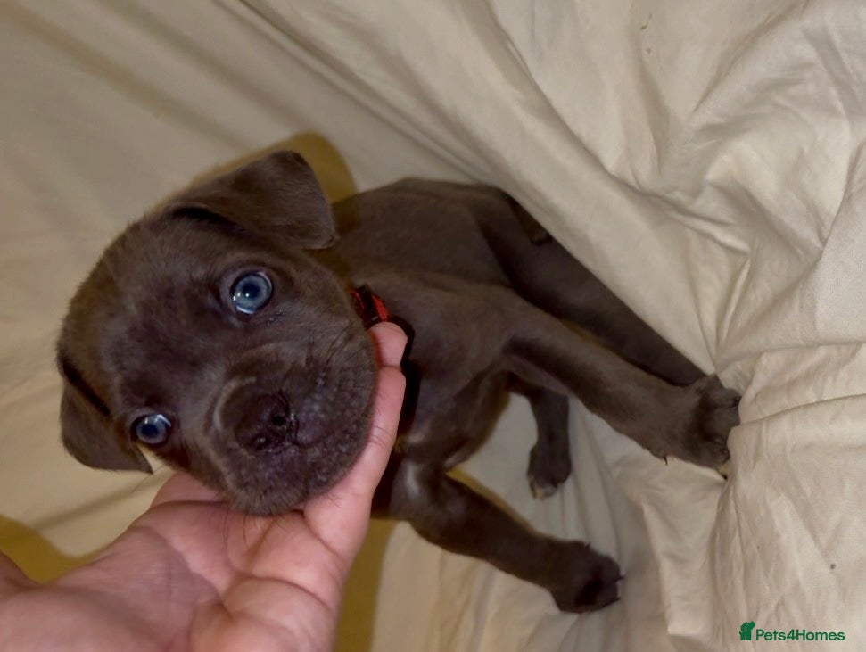 Cane Corso dogs ICF/ICCF Champion 6th GENERATION Cane Corso pups - Advert 3