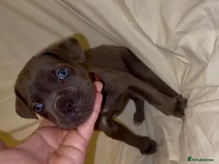 Cane Corso dogs ICF/ICCF Champion 6th GENERATION Cane Corso pups - Advert 3