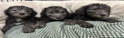 Bedlington Terrier dogs for sale: Top Quality CT Clear Bedlington Puppies - Advert 3