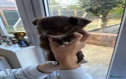 Chihuahua dogs for sale: Russian long hair Chihuahuas - Image 10
