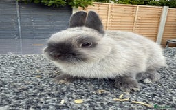 Netherland Dwarf rabbits for sale: Young Netherland Dwarfs for sale in Barrow-in-Furness - Image 27