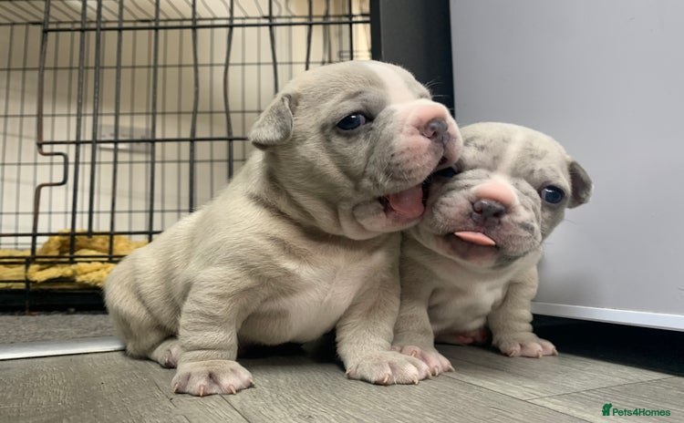 French Bulldog dogs - Advert 5