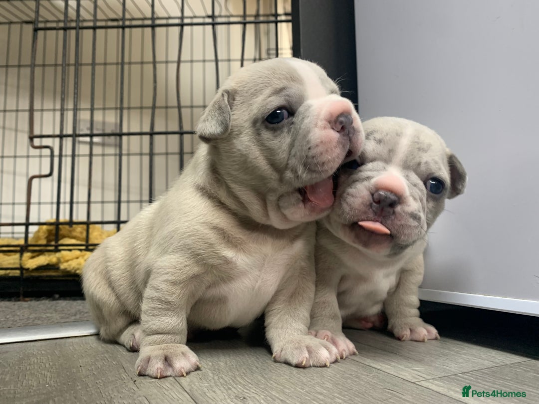 French Bulldog dogs for sale: French bulldog puppies with lilac and merle  - Image 10