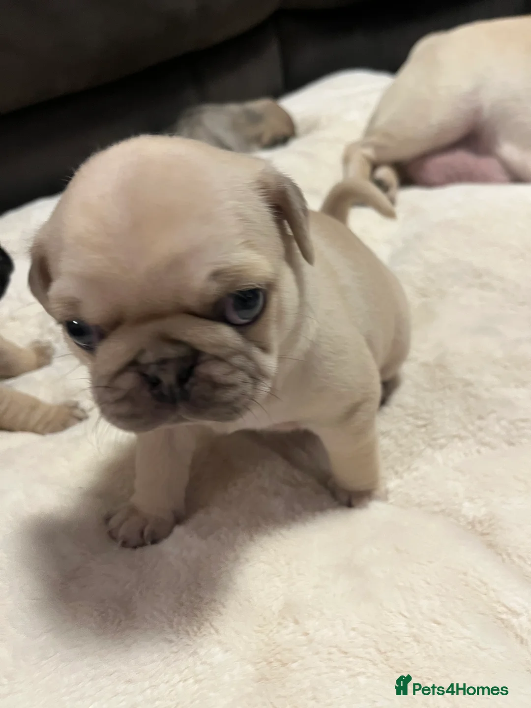 Pug dogs for sale: Top quality Pedigree pugs kc registered leeds - Advert 11