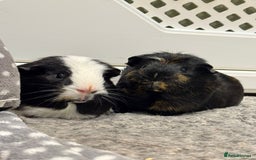 Guinea Pig rodents for sale: 2 Boar Male Guinea Pigs  - Advert 1