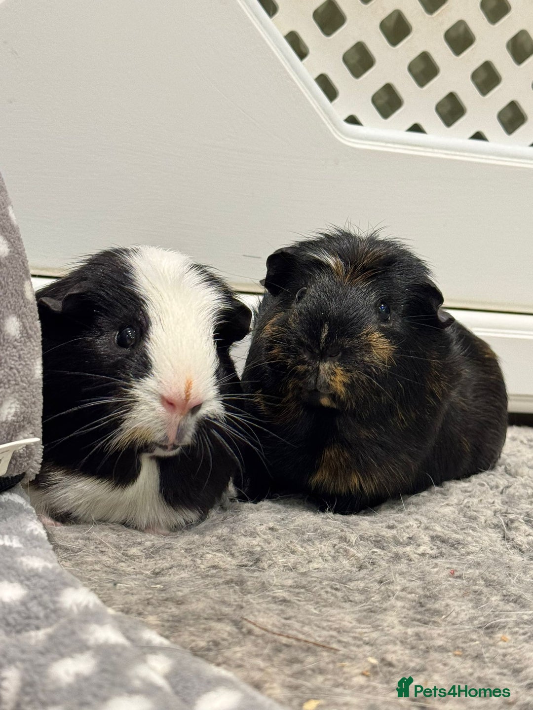 Guinea Pig rodents for sale: 2 Boar Male Guinea Pigs  - Advert 1
