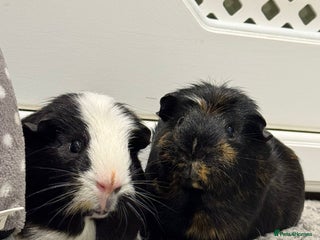 Guinea Pig rodents for sale: 2 Boar Male Guinea Pigs - Advert 1