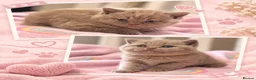 British Shorthair cats for sale: British Shorthair Girls Cinnamon & Lilac - Advert 1