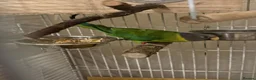 Parakeets birds for sale: Male and female plum head parakeets  - Advert 5