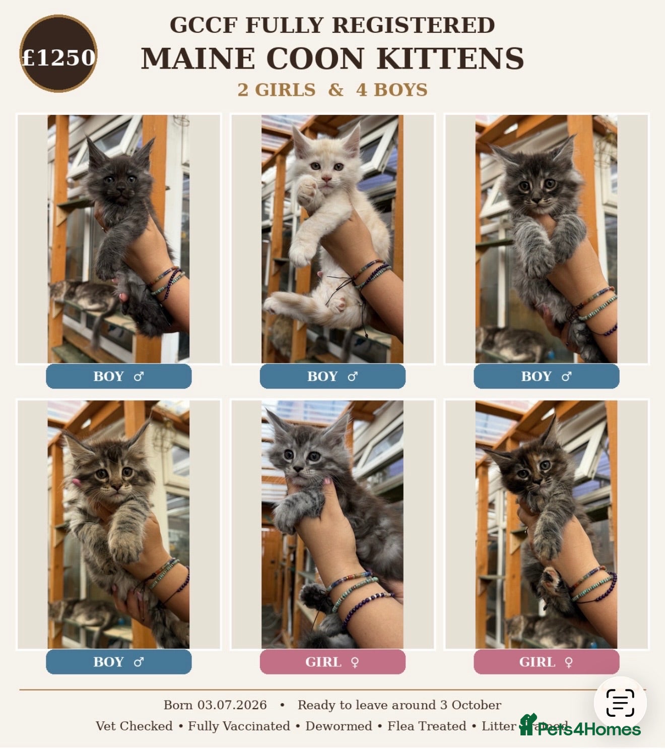 Maine Coon cats GCCF Fully Registered Maine Coon Kittens  - Advert 10