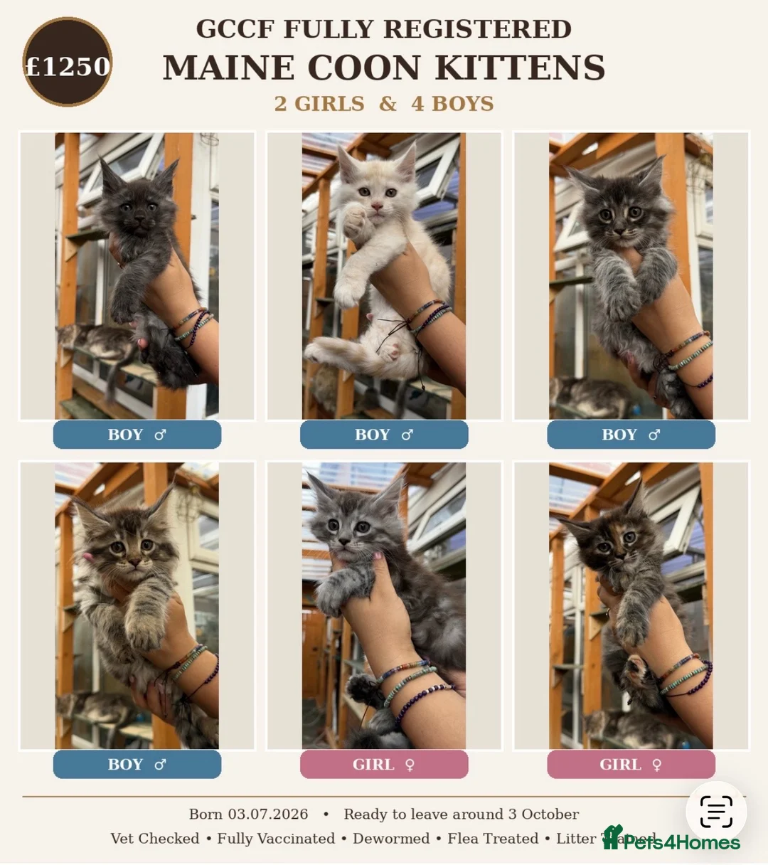 Maine Coon cats for sale: GCCF Fully Registered Maine Coon Kittens  - Advert 1