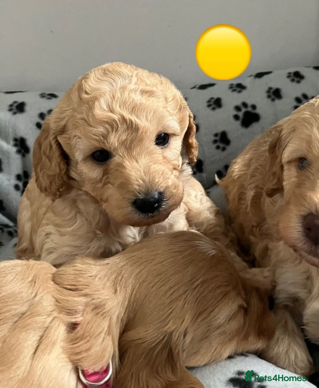 Cavapoo dogs for sale: Cavapoo Puppies 🐶  - Advert 4