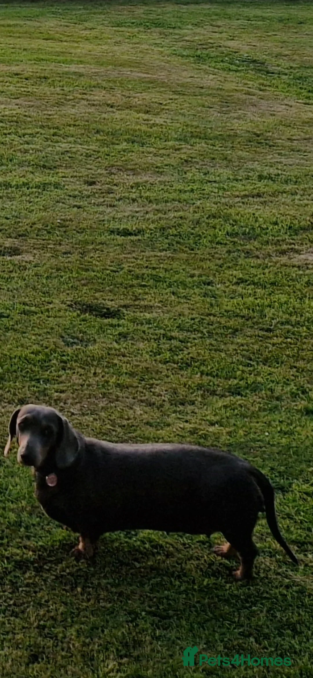 Miniature Dachshund dogs for sale: Blue miniature daschund  - Advert 1